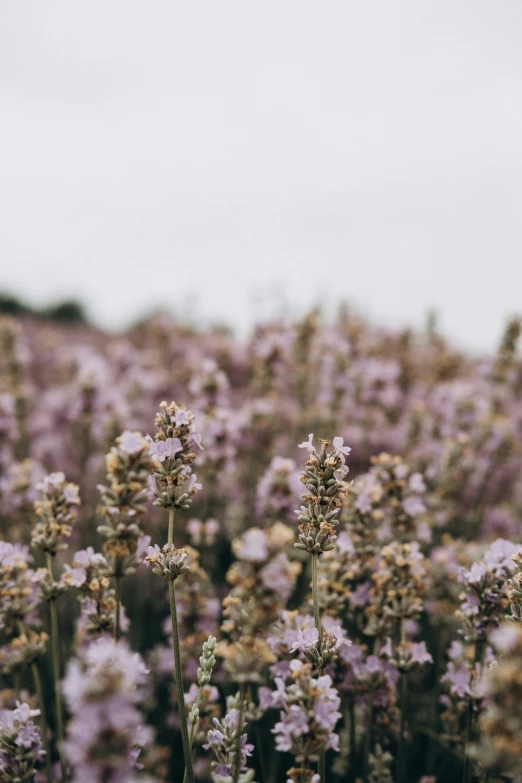 a field of purple wildflowers is shown