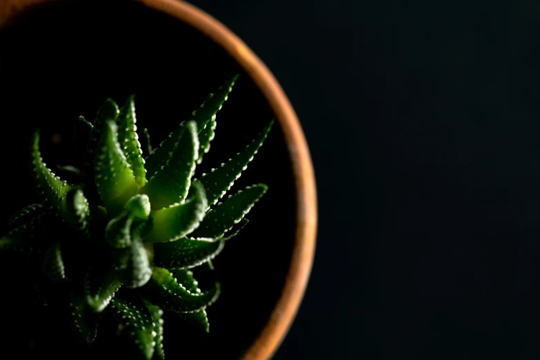 a closeup of a plant that is in the dark