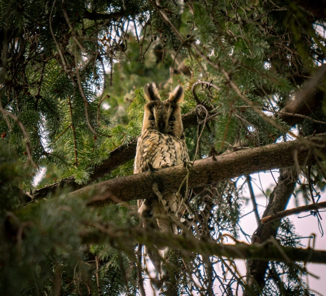 a small owl sits perched on the nch