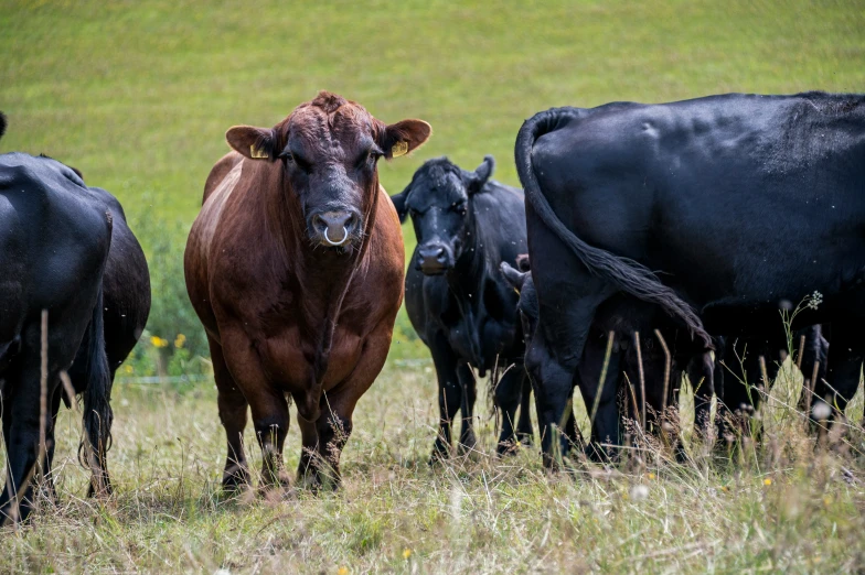 a group of cows standing next to each other on a lush green field