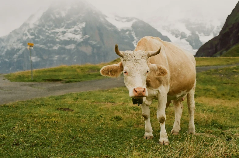 a brown cow standing in the grass next to a hill