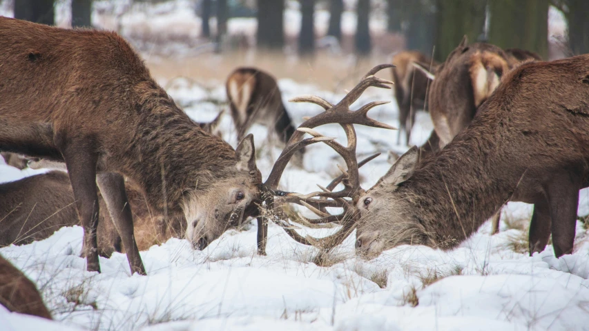 deers are eating from the snow in the woods