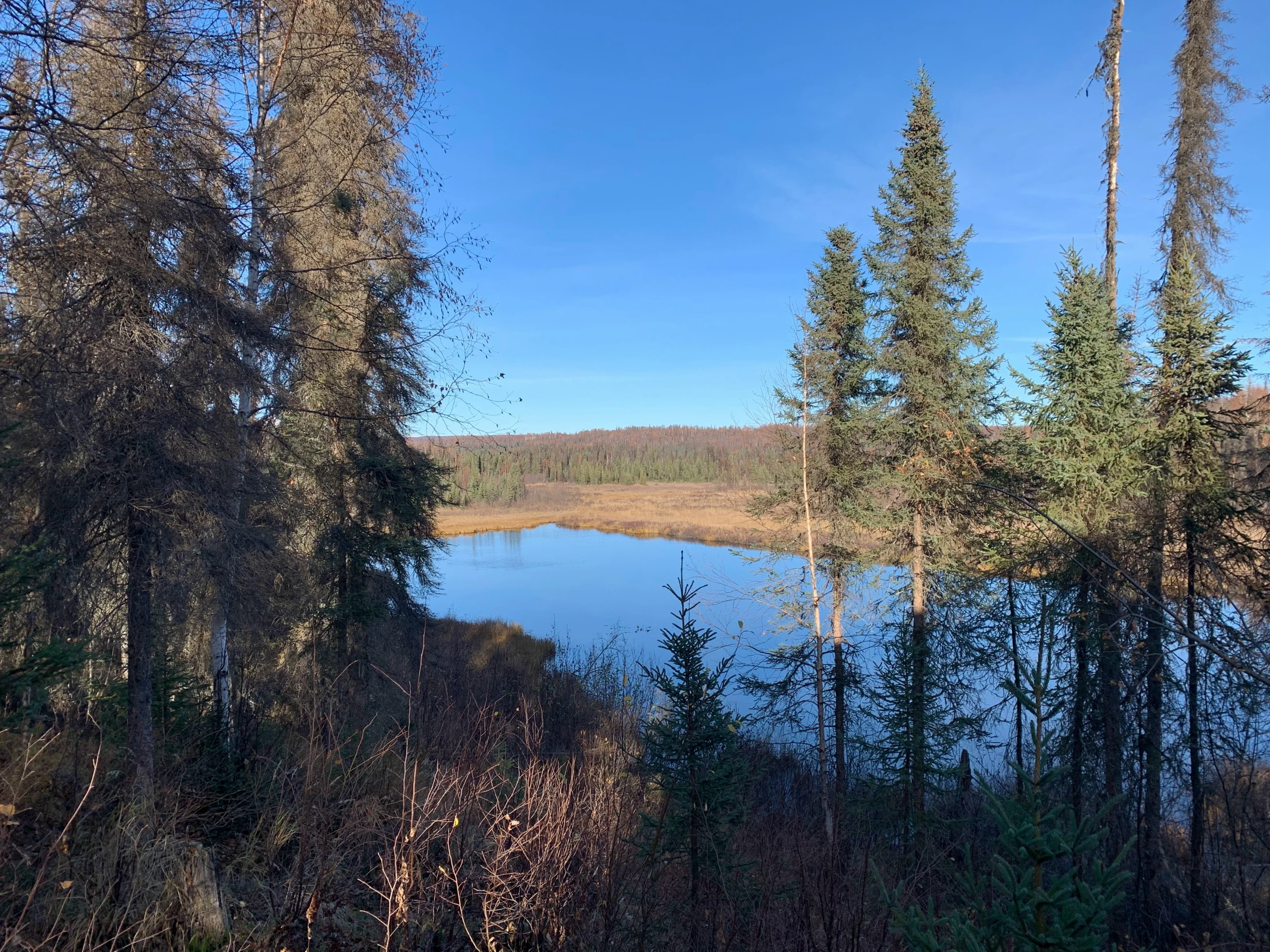 a small river surrounded by lots of trees