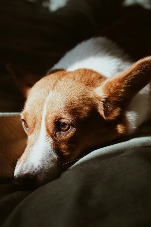 a small brown and white dog laying down