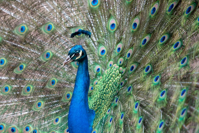 peacock feathers are spread across its body