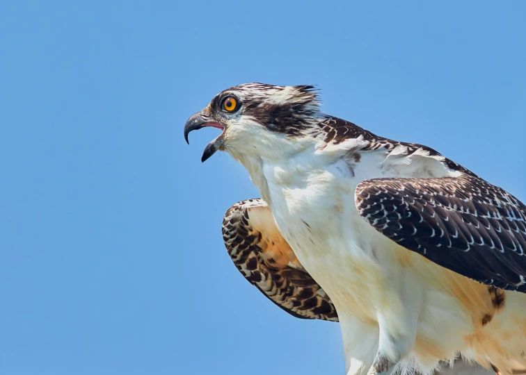 an ostrich bird standing in a blue sky with its  apart