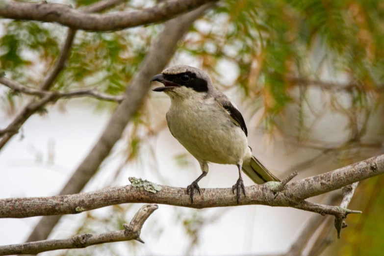 a bird that is sitting on a nch