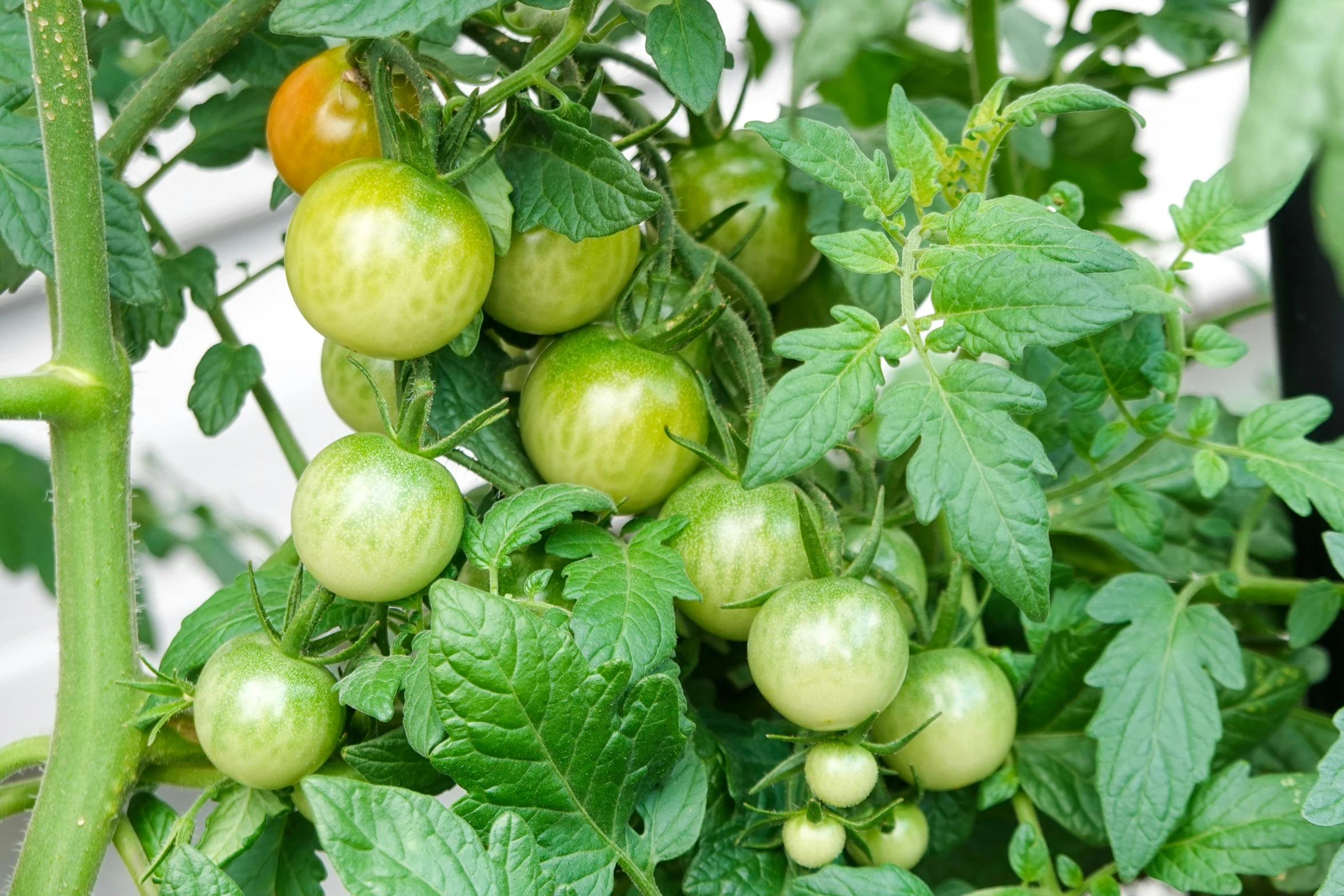 some green tomatoes and some black cherry tomatoes