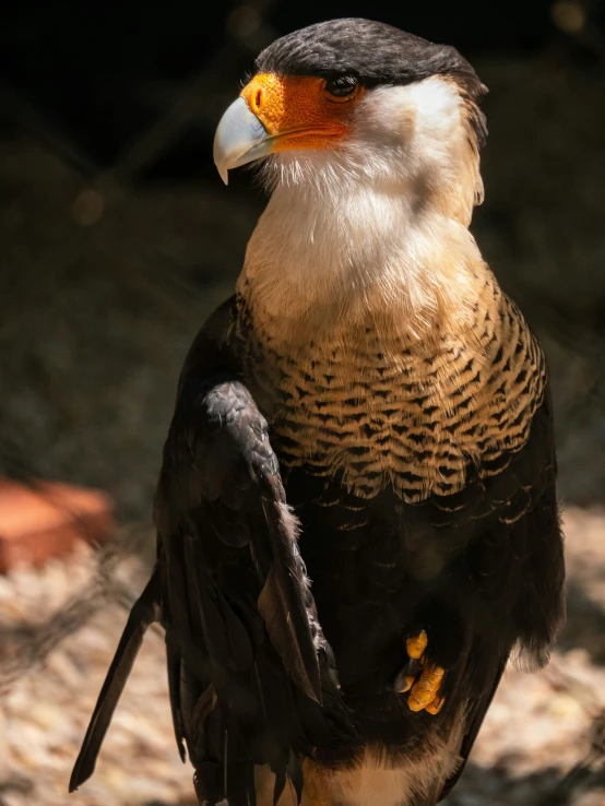 the large bird is standing on its hind legs