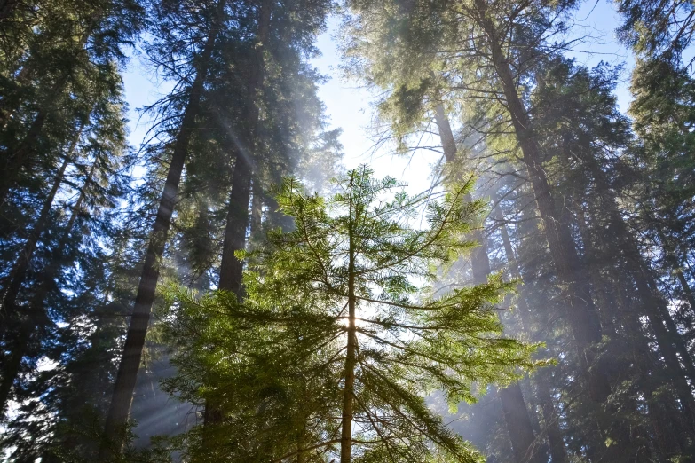 the sun peeks through trees in the fog