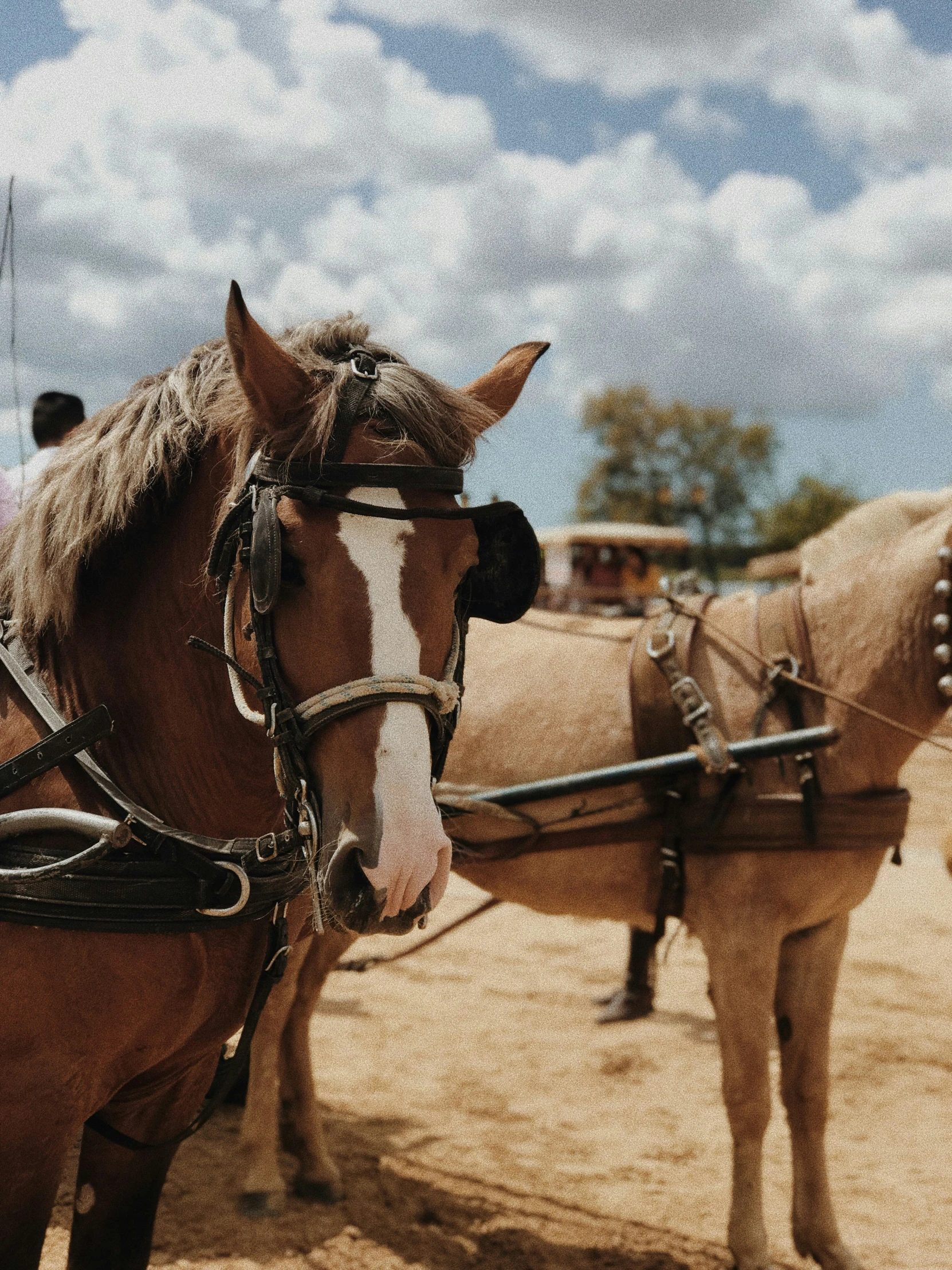 two horses being driven with hay