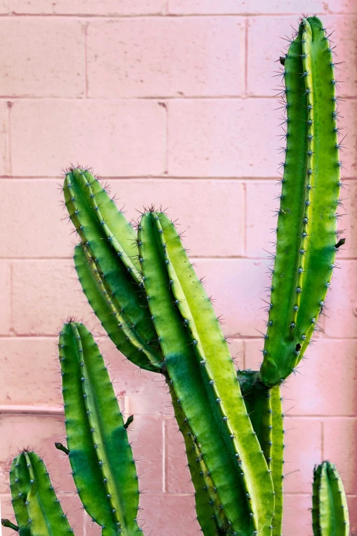 green cactus in front of pink brick wall