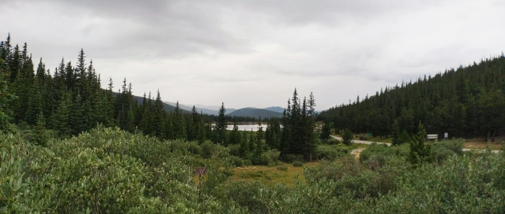 a forest with lots of green trees and water