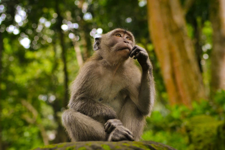 the young monkey is in the tree eating soing