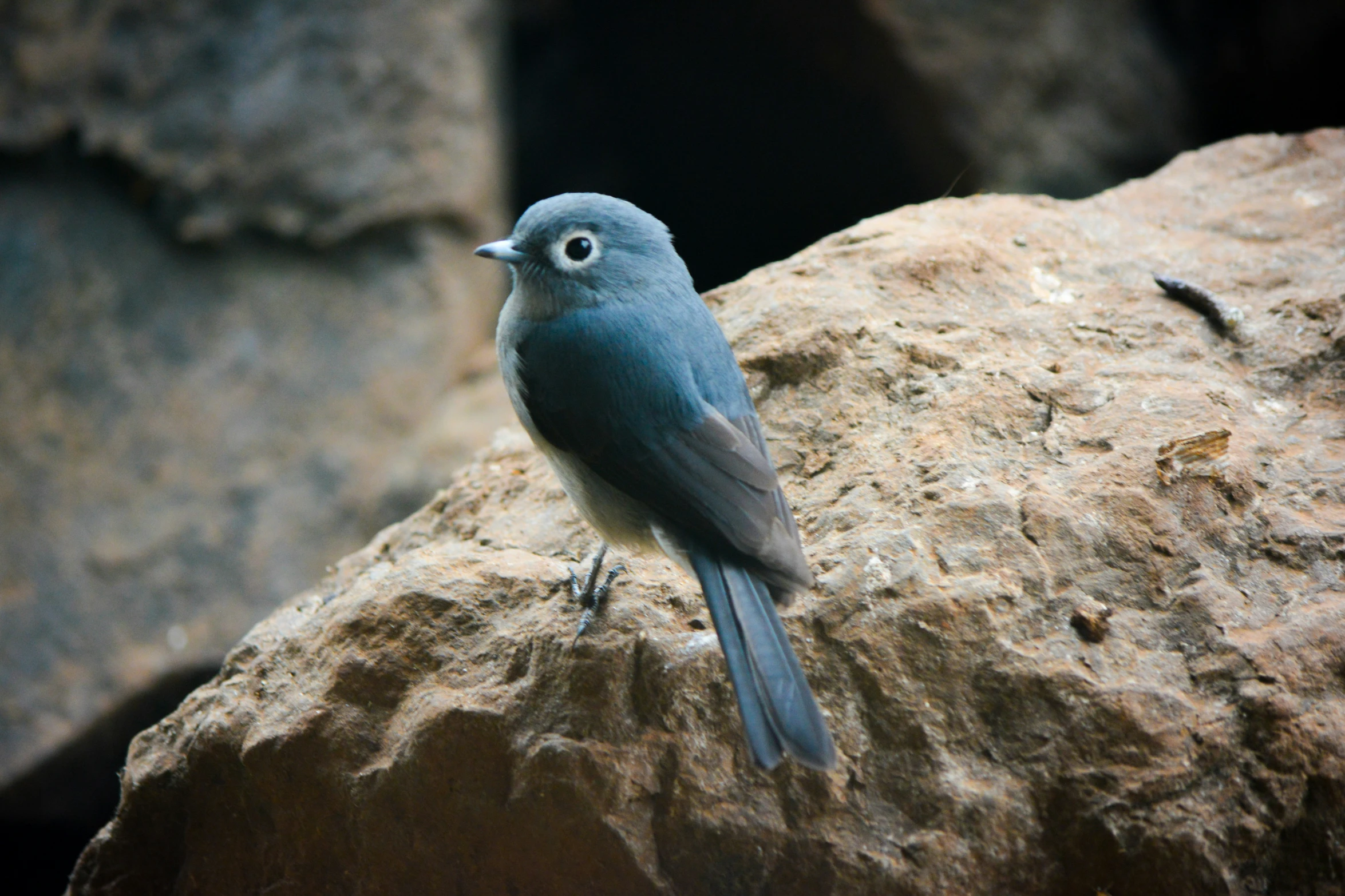 a bird that is standing on a rock