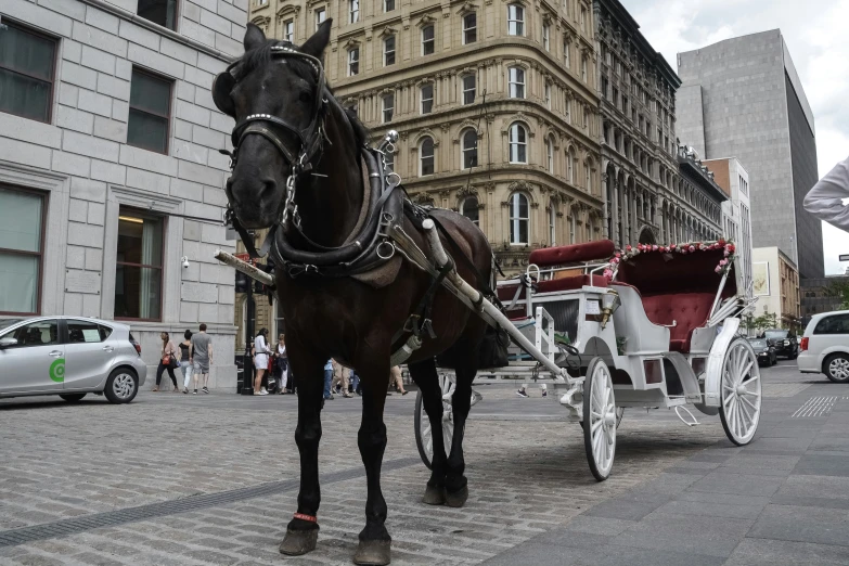 a brown horse pulls a white carriage down a city street