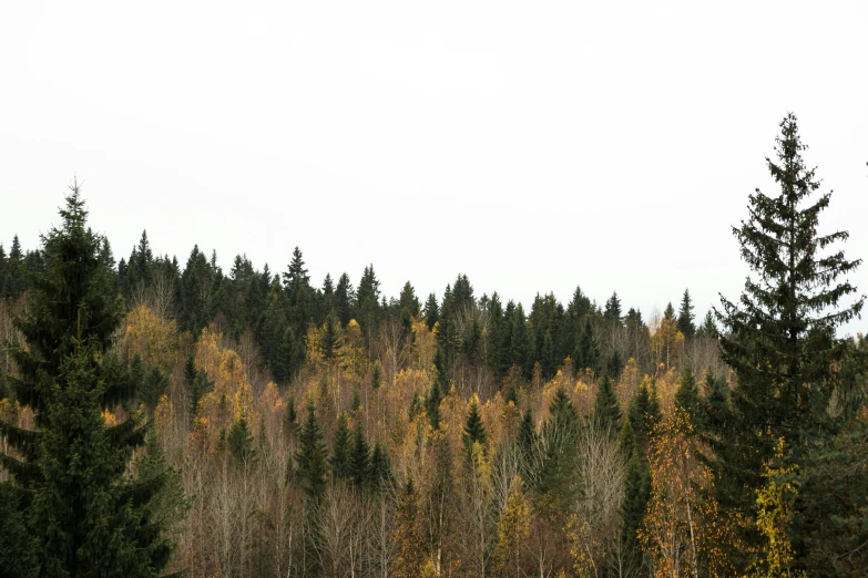 a view of some tall trees in the background