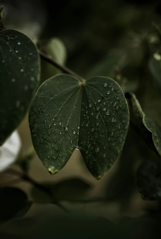 a green leaf hanging from a nch covered with water