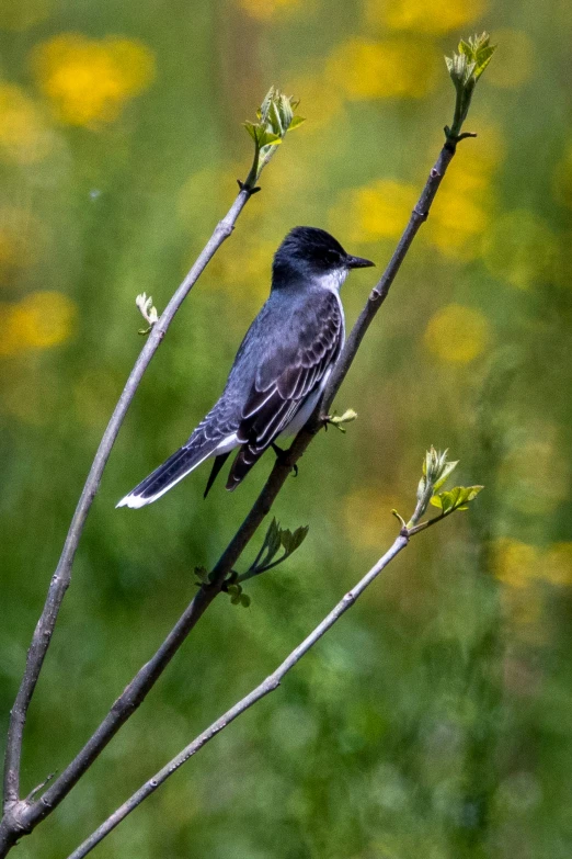 a small bird perched on top of a bare tree nch