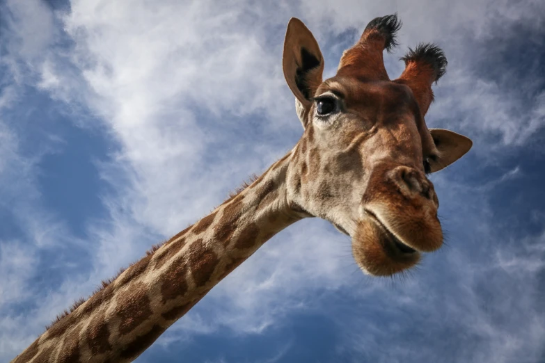 a close up of the neck and head of a giraffe