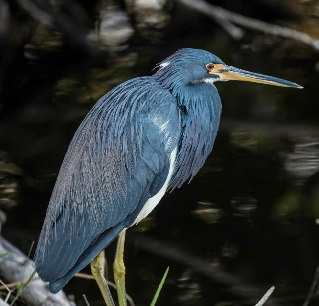 a small bird standing on a rock near the water