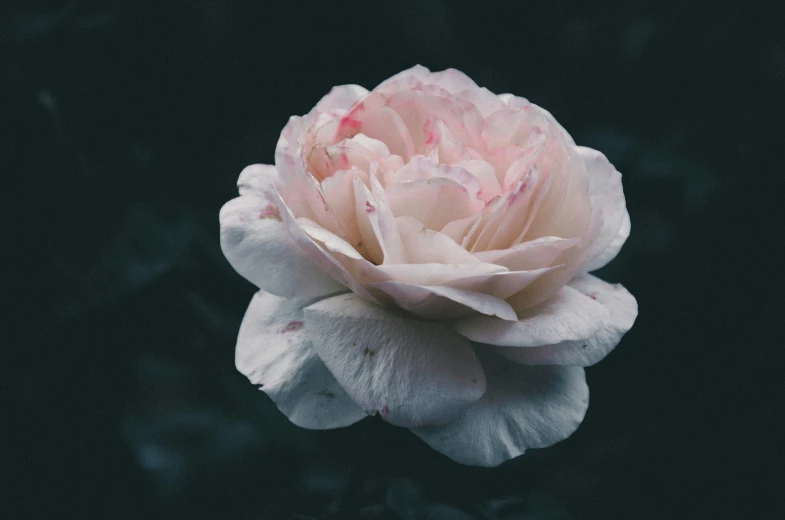 a pink flower on a black background