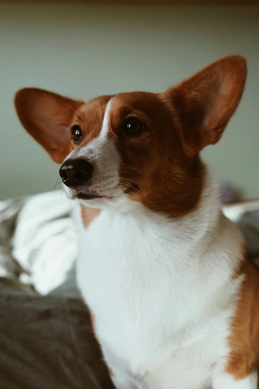 a dog looking up while sitting on a bed