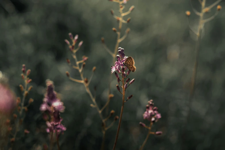 pink flowers blooming in front of a blurry backdrop