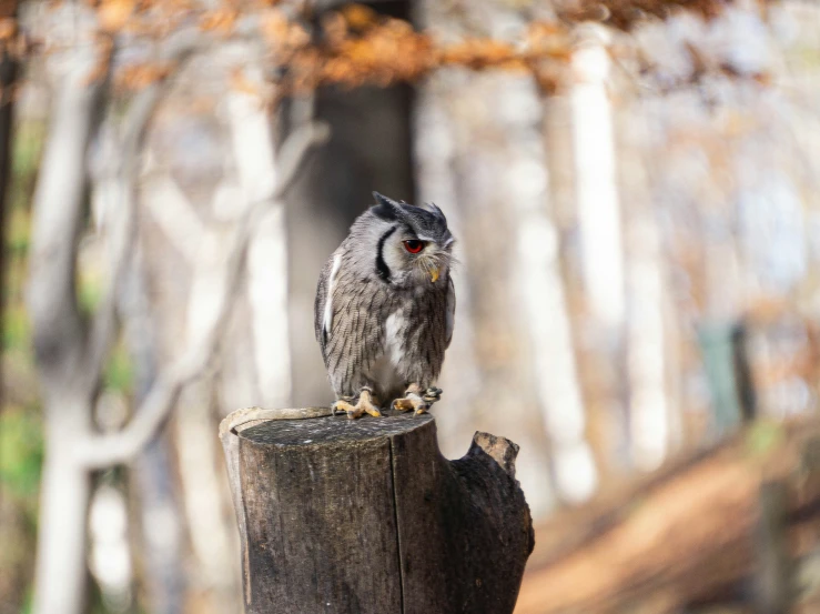 a owl perched on a wooden post surrounded by trees