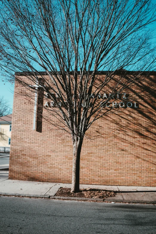 a tree near the corner of a building