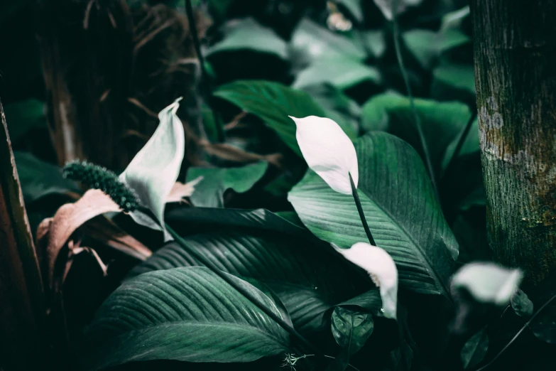 a close up of a flower near some leaves