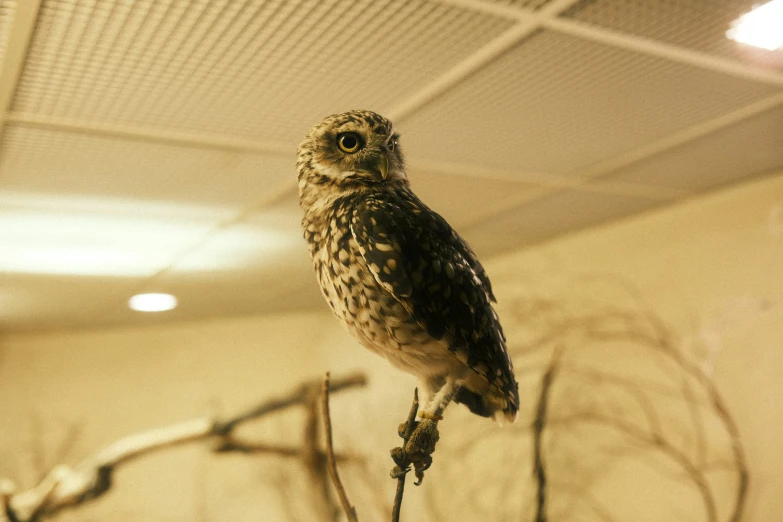 an owl that is sitting on a nch