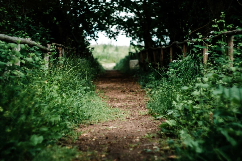 a dirt path in the middle of some trees