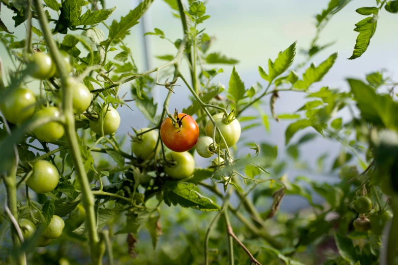 a tomato plant with tomatoes growing on the plant