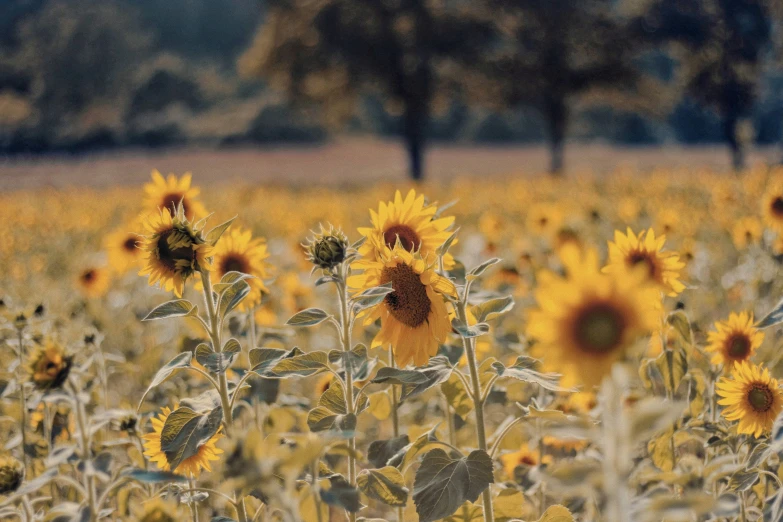 a field full of yellow flowers with trees in the background