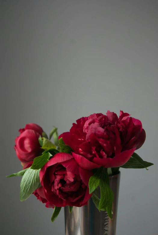 three red peonies in a silver vase on a table