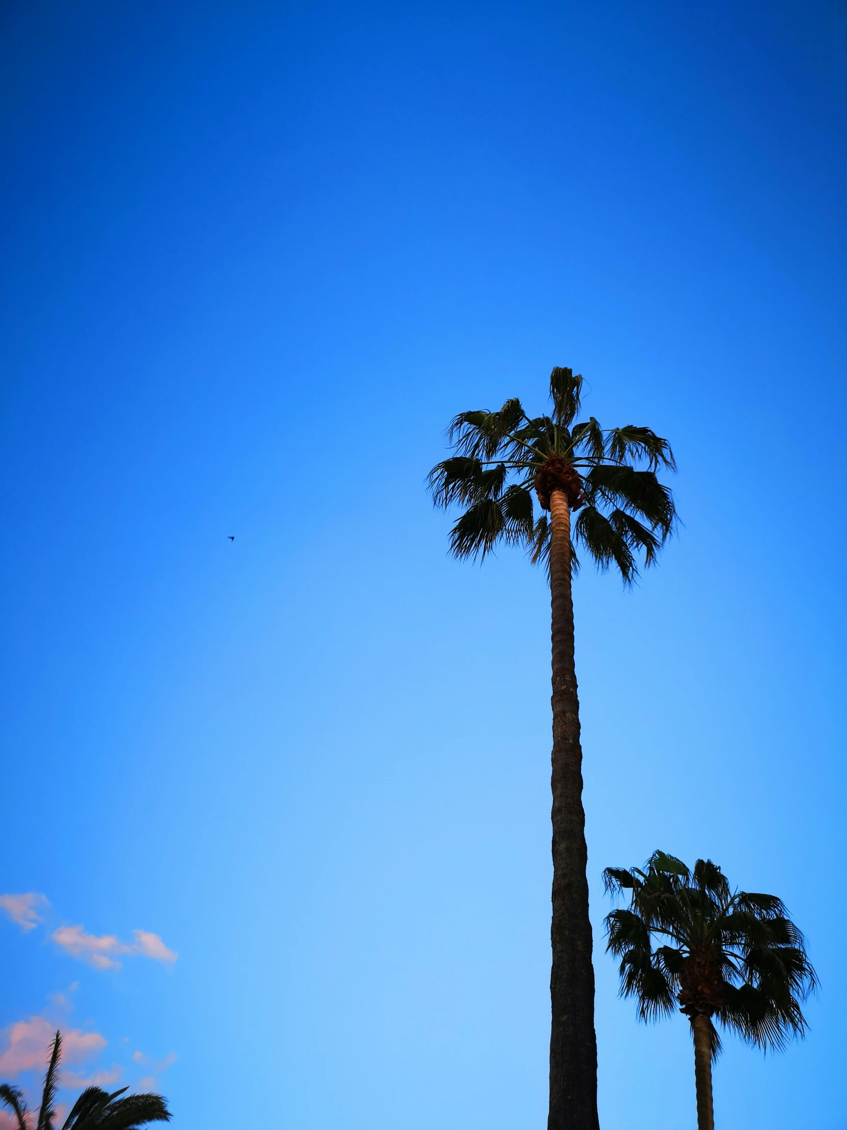 there are two palm trees and one is blue and the other is orange