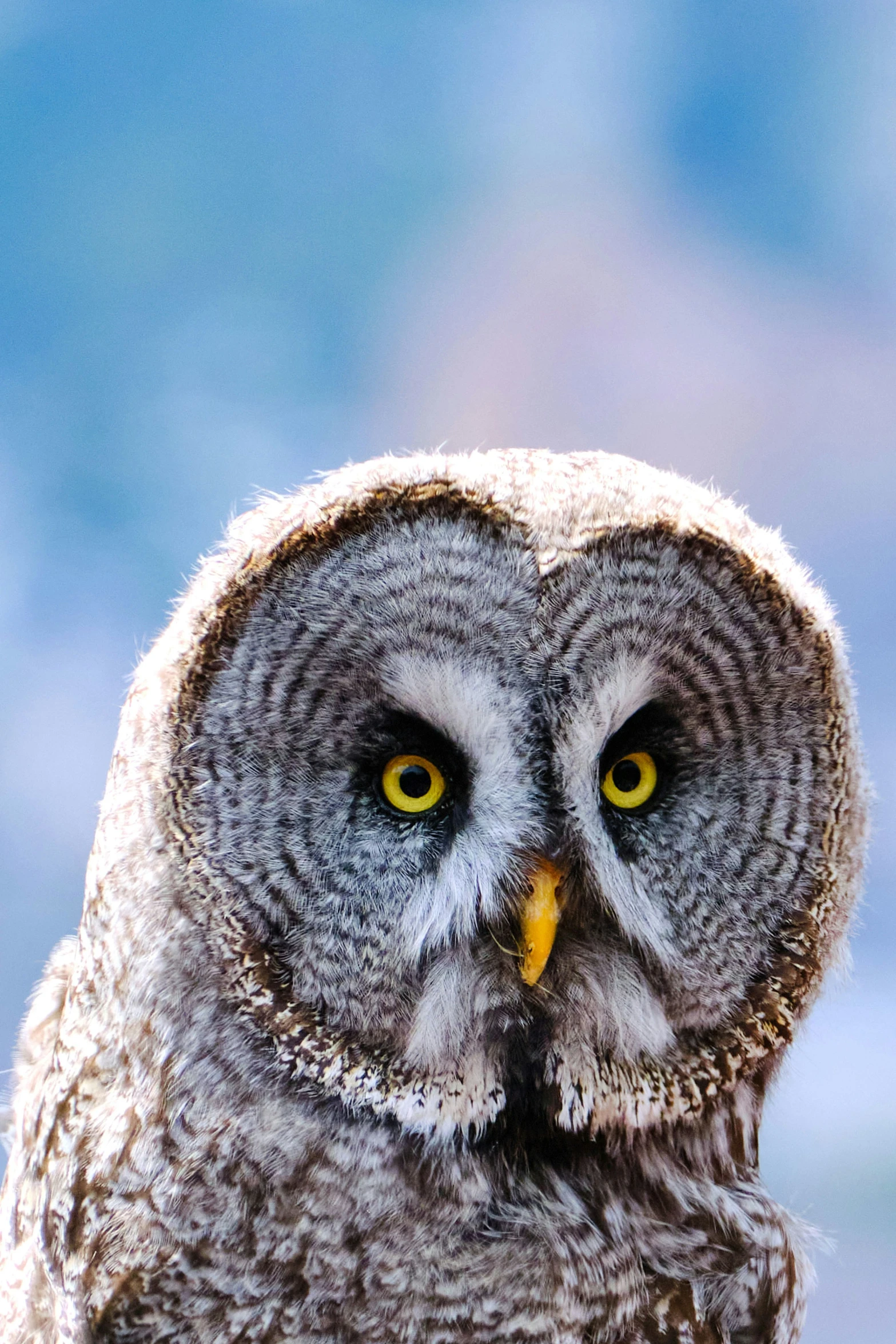 a large owl with a yellow beak and orange eyes