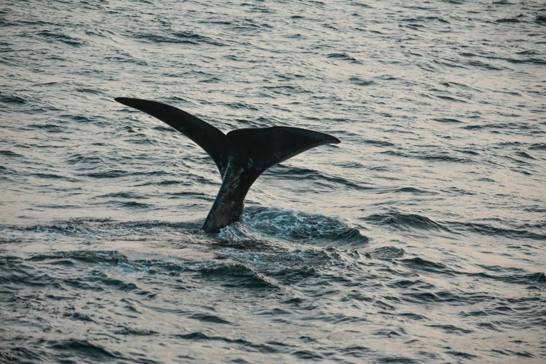 the tail of an animal that is standing in some water