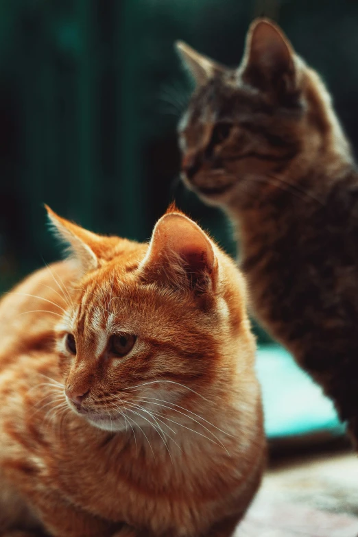 a close up of two cats near one another