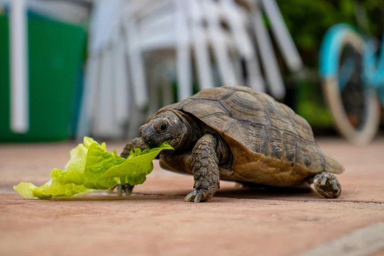 an image of a turtle eating lettuce