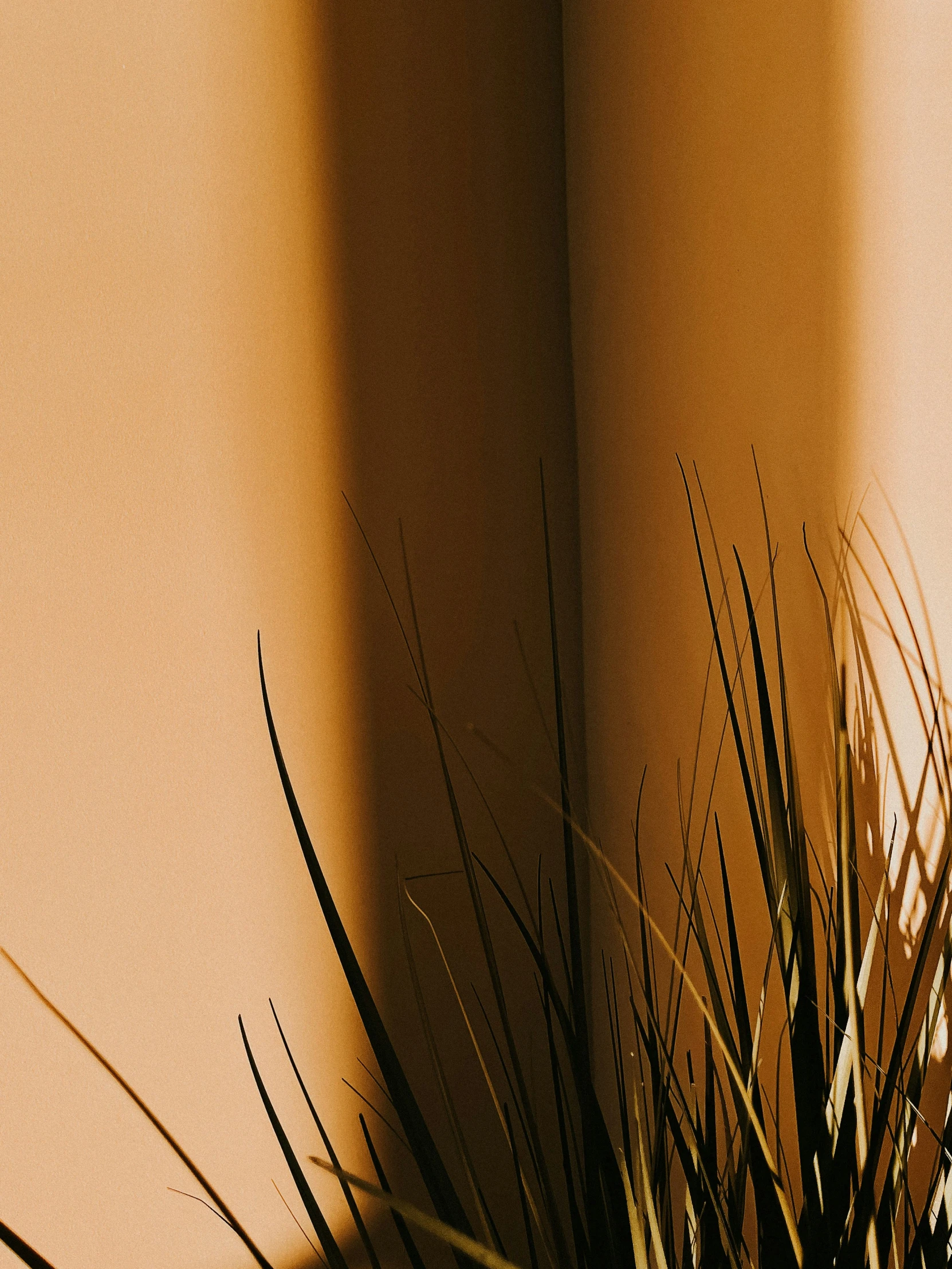 there is a plant in the pot with long grass