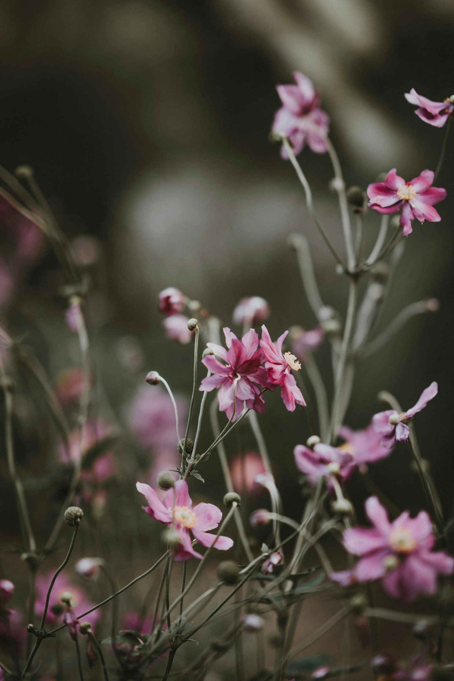 small pink flowers growing on a stalk in the wild