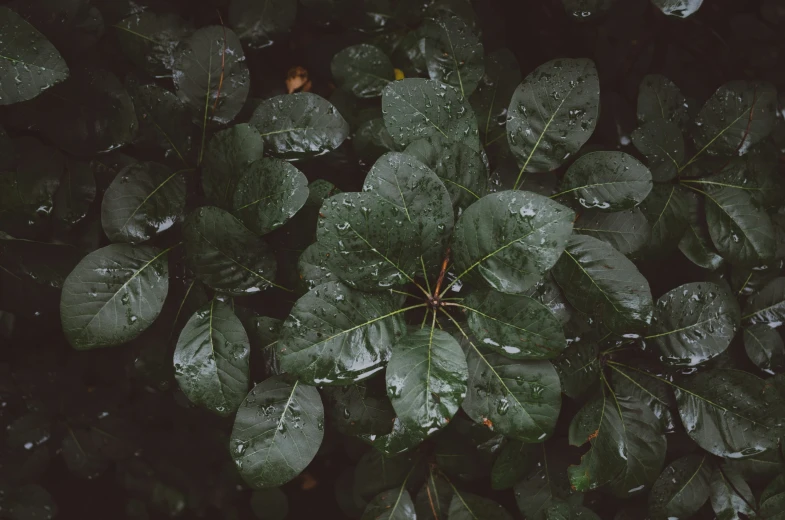 some green leaves with water drops on them