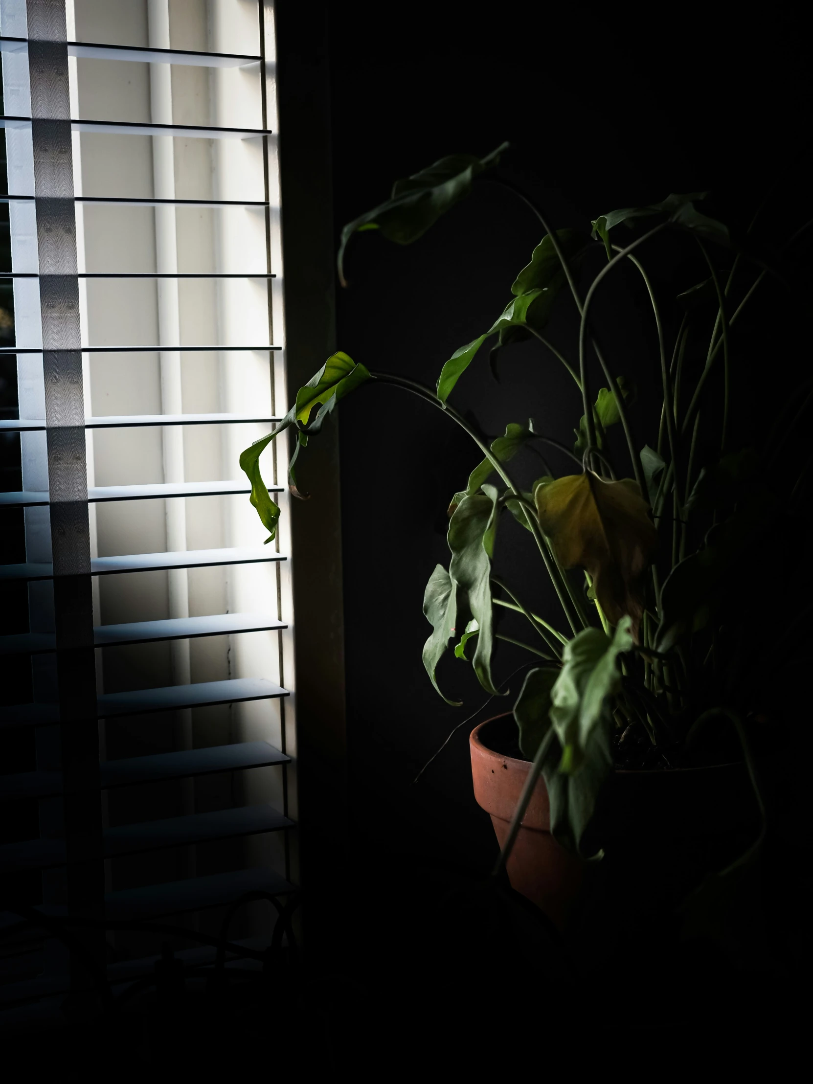 there are a few plants in a pot