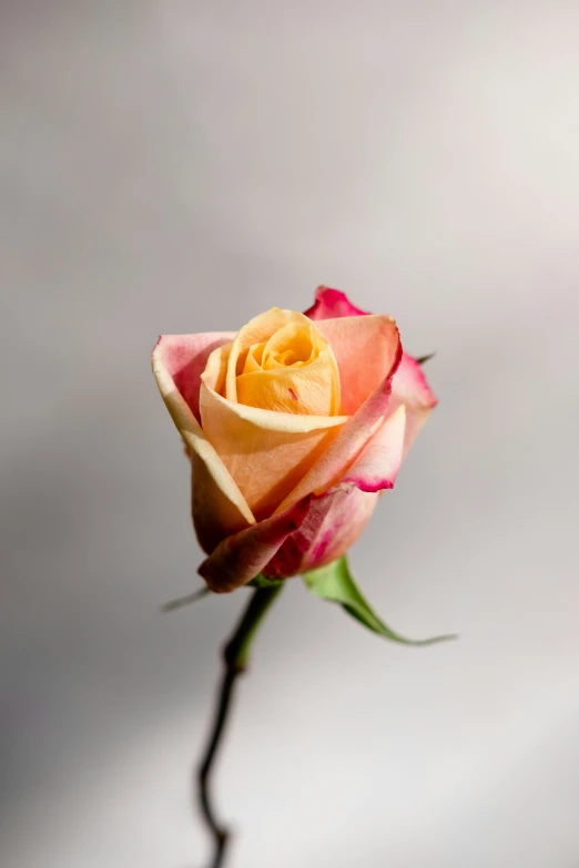 the thin stem of a small orange rose