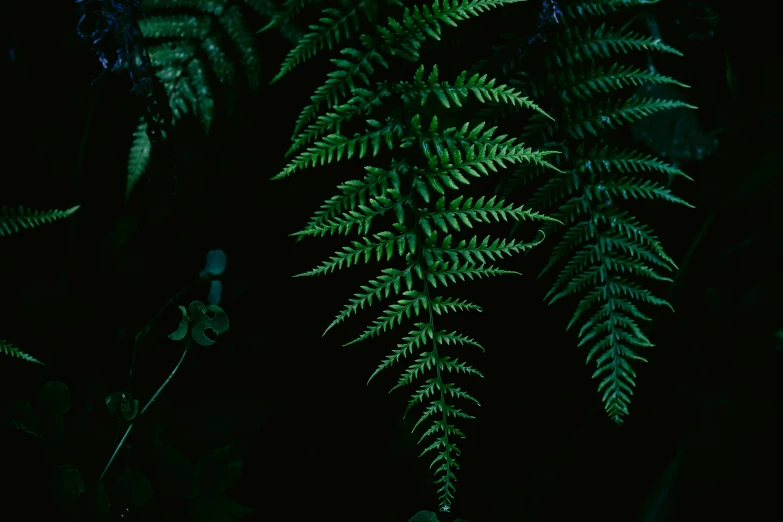 fern leaves illuminated in the dark on a dark night