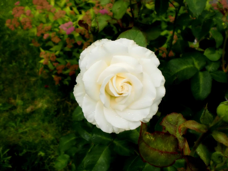 a single white rose with green leaves around
