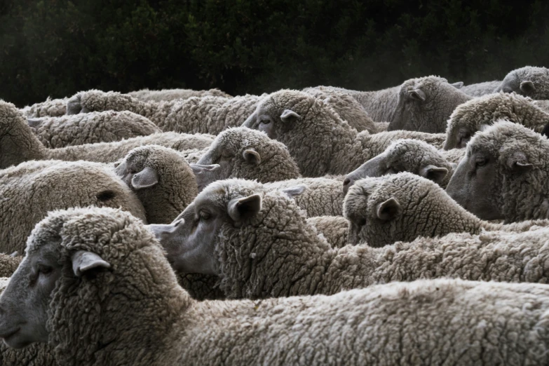 some white sheep are sitting together in a group