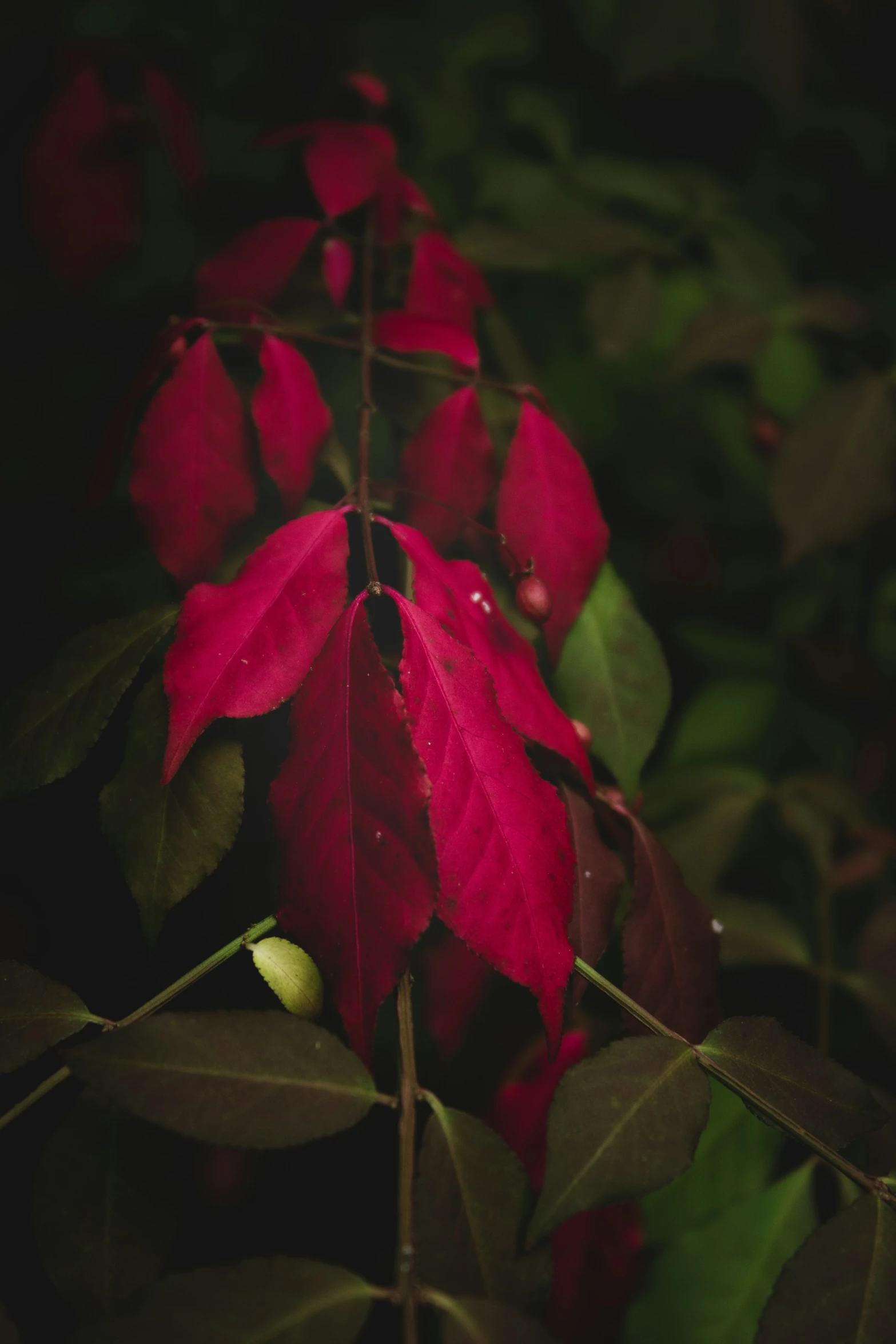 red leaves and a bud in the dark